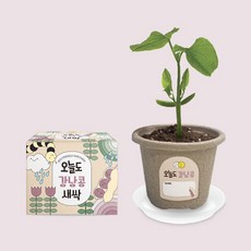 헤이그샵 미니화분 텃밭 새싹 키우기, 강낭콩