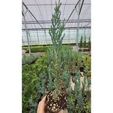 블루애로우 포트묘 조경수 묘목 침엽수 울타리 정원수