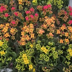 칼랑코에 4개 세트 칼란코에 카랑코에 모종 사계절피는꽃 다육식물, 1개