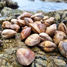 남해바다 제철 백상합 백합 조개 1kg 900980 1개입