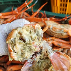 국내산 홍게 일반용(수율60~70%) 3kg ggu+24756Ag