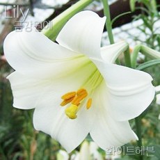 향기로 기억되는 백합 11품종 컬렉션 금강원예, 화이트헤븐, 1개