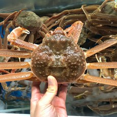 바당수산 국내산 중사이즈 국산대게, 1개, 국산 대게 중 6마리 (자숙찜)