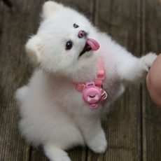 디퓨리 코코가드 강아지 천연 진드기 기피제 안심 산책 클립, 1개, 10ml, 스카이블루