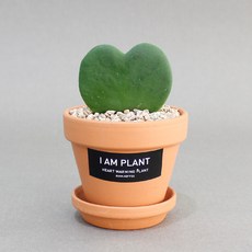 독일 토분 하트호야 미니 화분 선인장 다육이 키우기 쉬운 반려 다육식물
