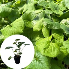 새마을총각 곰취모종, 1개