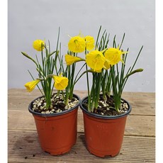 행복한꽃순이//풍성한골든벨수선화/노지월동 2개 묶음