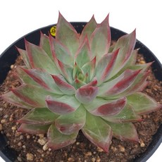 [앨리다육코리아] 불꽃이 피어오르는 듯한 에케베리아 불꽃 4호 12cm 화분