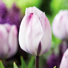 [큐가든] 튤립 구근 자쿠지 3개 트라이엄프 고급종 유럽직수입 튜울립 봄꽃 추식, 1세트