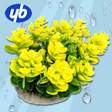 다팜아쿠아 YB 와이비 8082D 옐로우 다육이 식물 레이아웃 장식품 인조 수초 조화 (10x10x8cm)