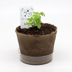 팜팜농장 방울토마토 씨앗 식물 키우기 심기 모종 재배키트 어린이 원예체험