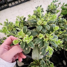 에덴플랜트 무늬 만리향 지름10cm포트 향기좋은꽃 오래피는꽃 야생화 돈나무 노지월동, 1개