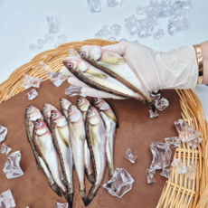 동해안 산지직송 알도루묵 양미리 햇 도루묵 제철 반건조 생선 구이 속초 고성 캠핑용 소분, 1개, 100% 알배기 도루묵 500g