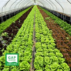 유러피안 샐러드 채소 패키지, 1개, 800g