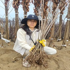 우수한 토종참가죽나무묘목 판매, 1개, 60cm이상 2년생