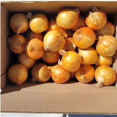 [팜스만] 2026년 햇양파 창녕 합천등 5kg 10kg 소 중 대 가정용 업소용 국내산 단단한양파, 1박스, 5kg_소
