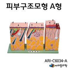 표피/진피/피하조직 모낭 피지 신경 피부구조 모형 교재 신체 기관 교육용 형태 과학실