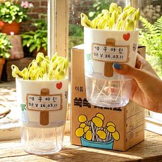 어린이집 콩나물 키우기 키트 집에서 유치원 어린이 초등 재배기 세트 식목일 체험 활동, 콩나물 키우기 키트(m)