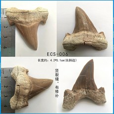 메갈로돈 귀 이빨 상어 실제 화석 원석 광석 표본 모로코 해양 고생물학 장식 선물, ECS-006