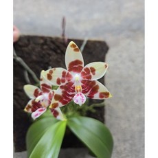 夏氏蘭坊安汶蝴蝶蘭實生苗/容易栽培/蠟質續花/1.7吋