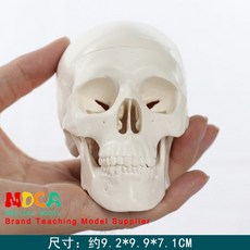 두개골 모형 해골 해부 해부학 모형도 뼈 사람 골격, 1개, 12 원색 해골 MTG016
