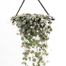 갑조네 러브체인 행잉 대품 실내 공기정화 인테리어 행잉 식물, 1개