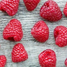 산딸기나무묘목 왕산딸기묘목, 1개, 산딸기나무1년생