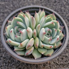 봄의정원 치와와엔시스, 1개