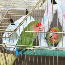 새장 장식용 앵무새포치 안식처 휴식공간 새집 하트모양 둥지 소형