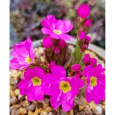 히말라야앵초(소품), 1개