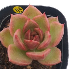 [앨리다육코리아] 루비빛 붉은 톤 루비하트 6cm 화분