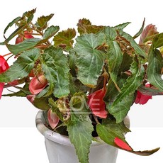 꽃사랑식물나라 세작베고니아(중품) 희귀 가늘고 섬세한 잎 예쁜 수형 관상 화분 반려식물 키우기, 1개