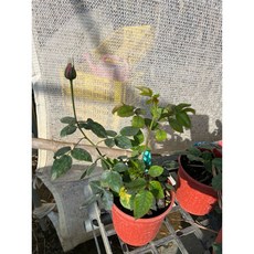 拉凡爾德玫瑰 多花四季開花, 1個, 四吋盆