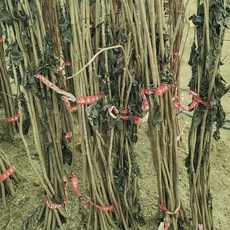 [경북농원] 가시오가피묘목 토종 가시없는 민오가피 오갈피, 묘목, 1개, 토종 민오갈피 (가시없는) 20cm