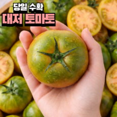 [하루특가] 고당도 대저토마토 짭짤이 산지직송, 1개, 2.5kg