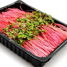 국내산 특품 빨간 메밀순 반박스 500g 메밀싹 가니쉬 샐러드야채, 빨강 메밀순 반박스 500g, 1개