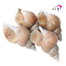 -60도 동해 백고동 1kg(10-11미) 골뱅이 소라 고동, 1개, 1kg