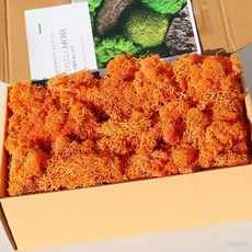 라프샵 이끼인테리어 스텔라 모스이끼 가을오렌지 200g