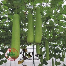 【野菜部屋~】K67 福壽長匏種子 生長強勢 抗病性強, 1包