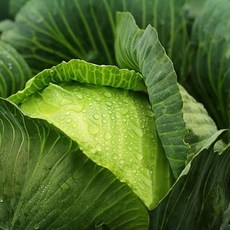 국내산 양배추 4kg내외 3통, 4kg, 3개