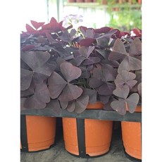 와인사랑초 반려식물 공기정화 옥살리스사랑초 그린식물팜, 1개