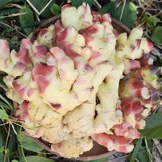 2025년 수확 국내산 햇생강 흙생강 최상급 특품 생강, 1kg, 1박스