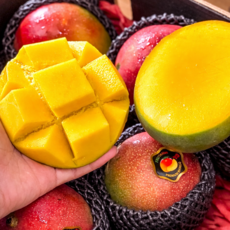 [하루20박스한정] 과즙팡팡 항공직송 애플망고, 1박스, 4kg (8~10입)