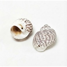 오꿈 조개모형 조개껍데기 100g, B19 타공조개껍질 점줄고둥 (10입), 1개