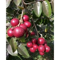 泰國紅寶石龍眼接苗，四季開花結果，獨特吸睛品種，盆栽果樹, 紅寶石龍眼 苗