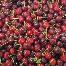 맛있는 과일 고급 체리 1kg 중 풍부한 맛과 영양 간식 선물