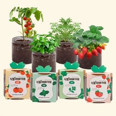 고수 식물재배키트 바질 이지그로우 방울토마토, 06강낭콩