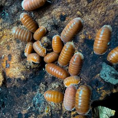 시트러스 밀크티 X 단품형 등각류 쥐며느리 키우기, 1세트