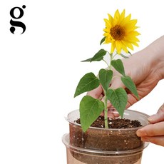 미니 해바라기 키우기 올인원 키트 씨앗 세트, 1) 자연애 해바라기 키우기 키트