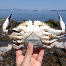 [당일바리] 서해안 활 꽃게 알배기 암꽃게 생물, 1개, 2kg